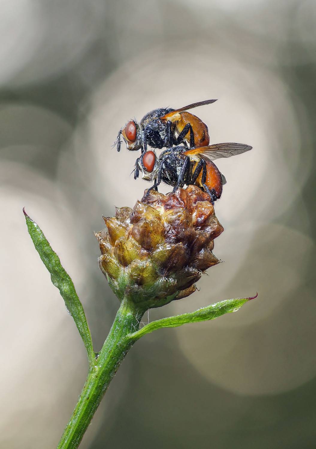 , Чепленко Алексей