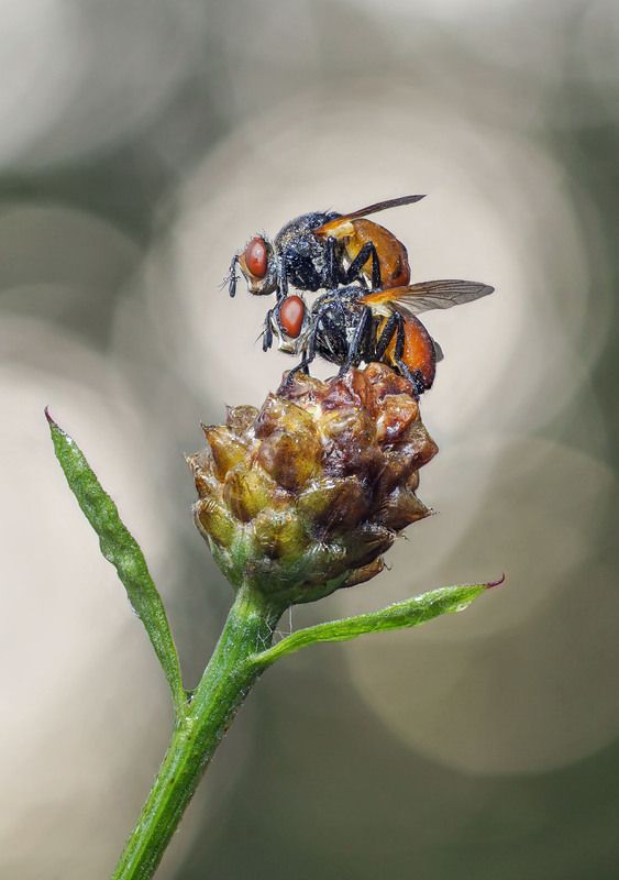 Акробатический дуэт фото превью