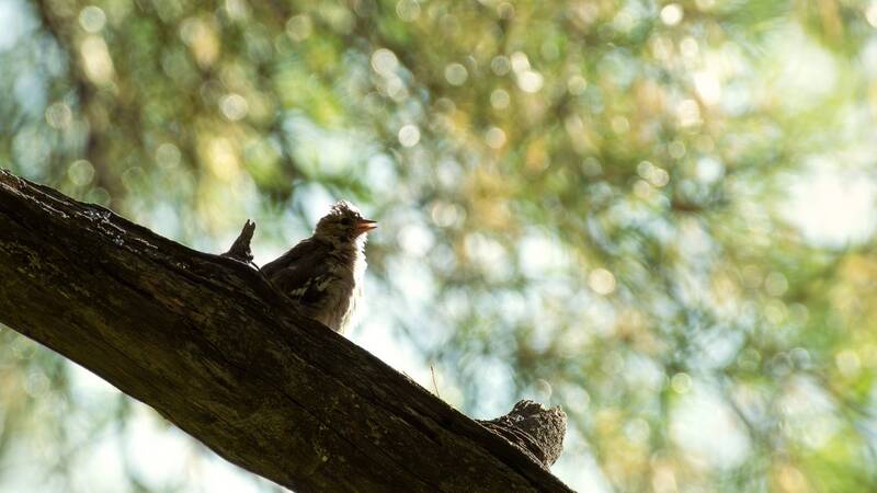 wildlife, birdwatching, nature, bird photography, птица, фотоохота, природа, зяблик Зяблица фото превью