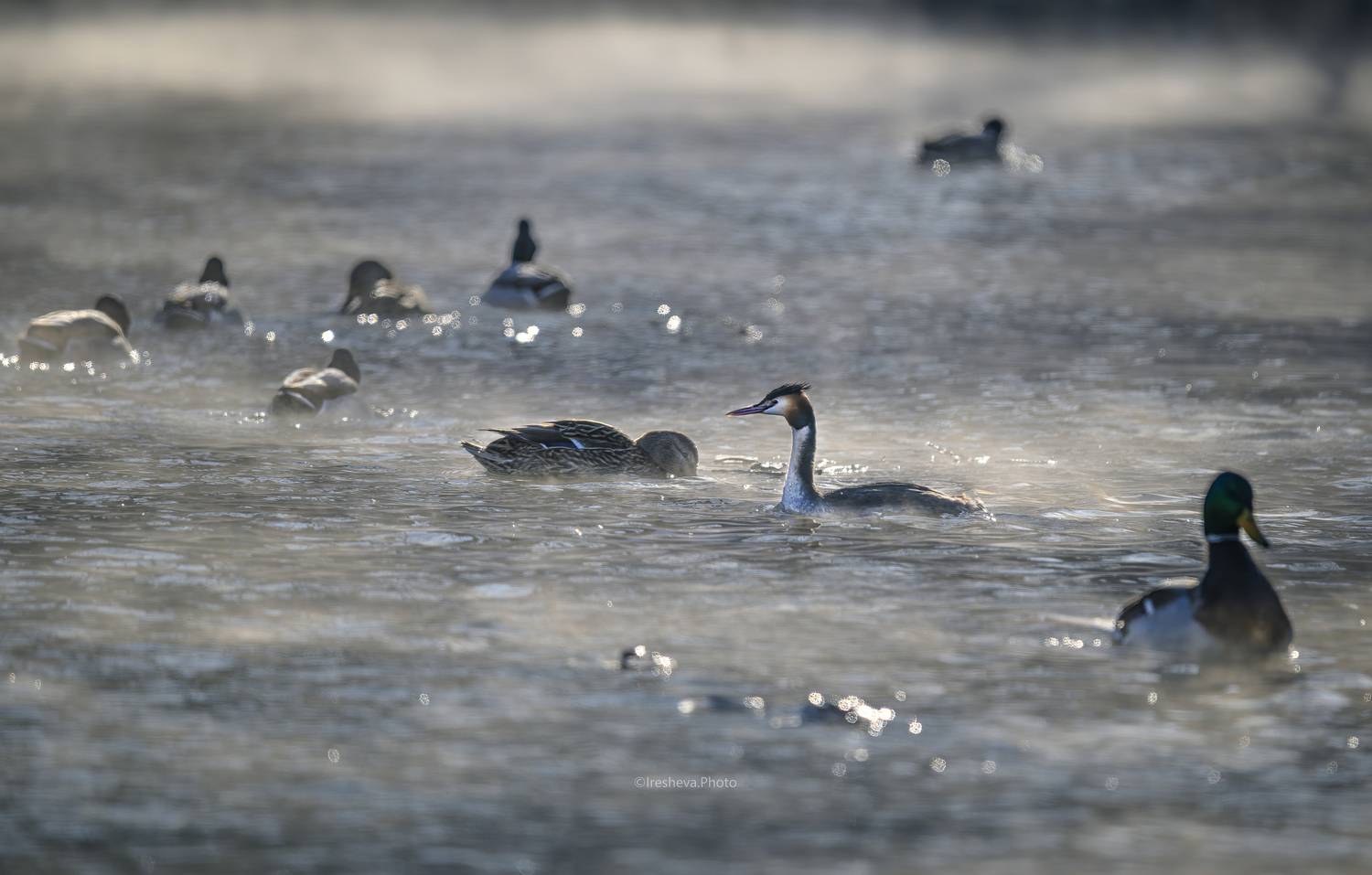 Чомга, кряква, утки, птицы, большая поганка, Ирешева Мария