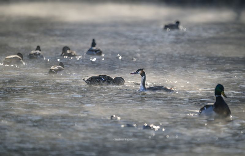 Чомга, кряква, утки, птицы, большая поганка Чужая среди своих фото превью