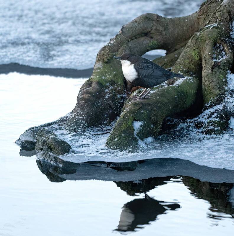 Оляпка фото превью