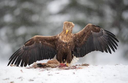 Танец победителя // The Winner\'s Dance