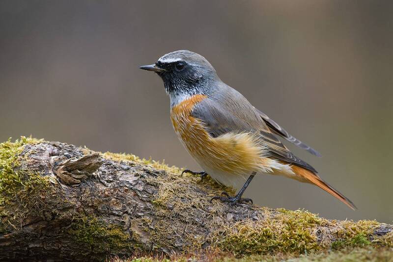 горихвостка, самец, бор, осень Горихвостка фото превью
