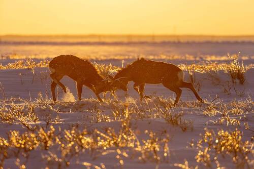 Ушли в закат.