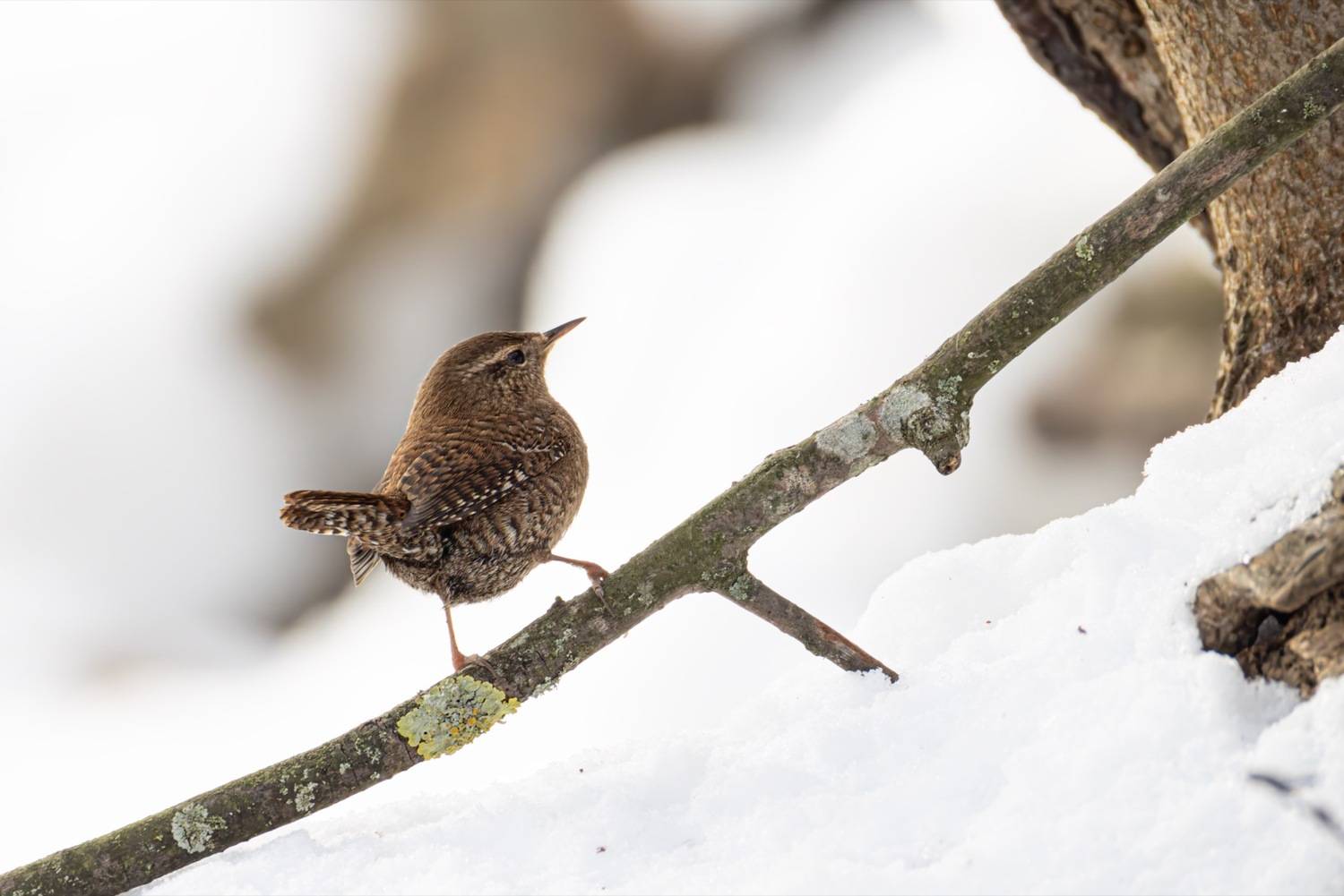 крапивник, птицы, Ruslan Pl