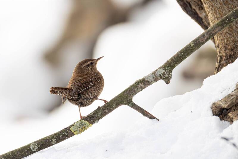 крапивник, птицы Крапивник фото превью