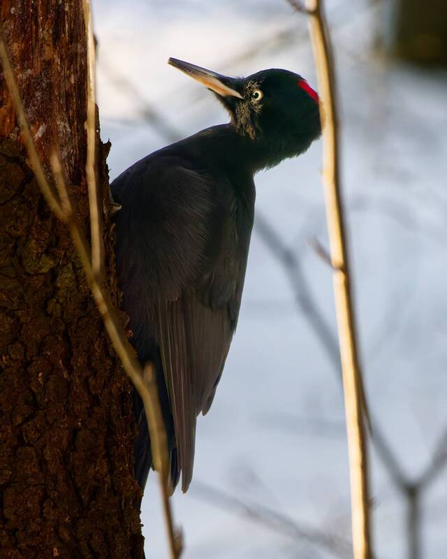 Желна за работой фото превью