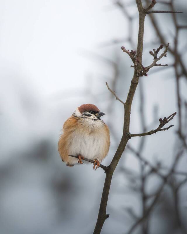 Нахохлились и сидят фото превью
