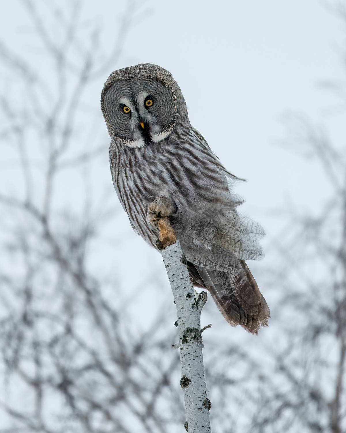 совы, бородатая неясыть, неясыть, птицы сибири, птицы россии, бердвочинг, Екатерина Дубровская