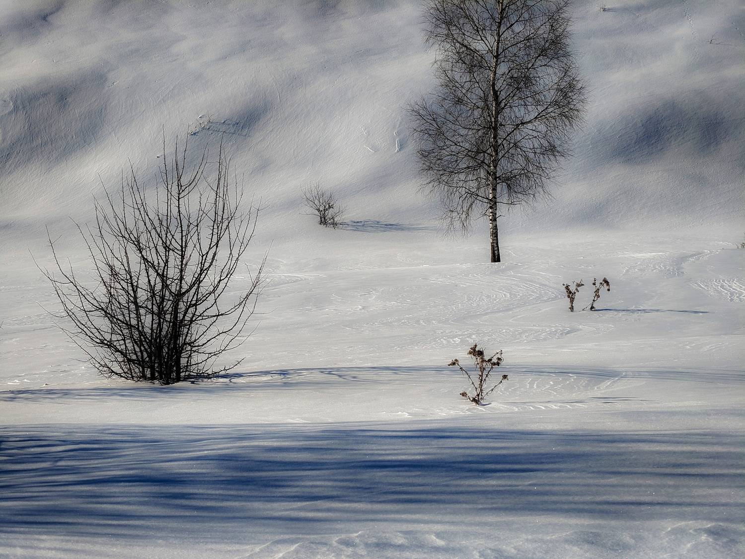 , Кондрашова Светлана