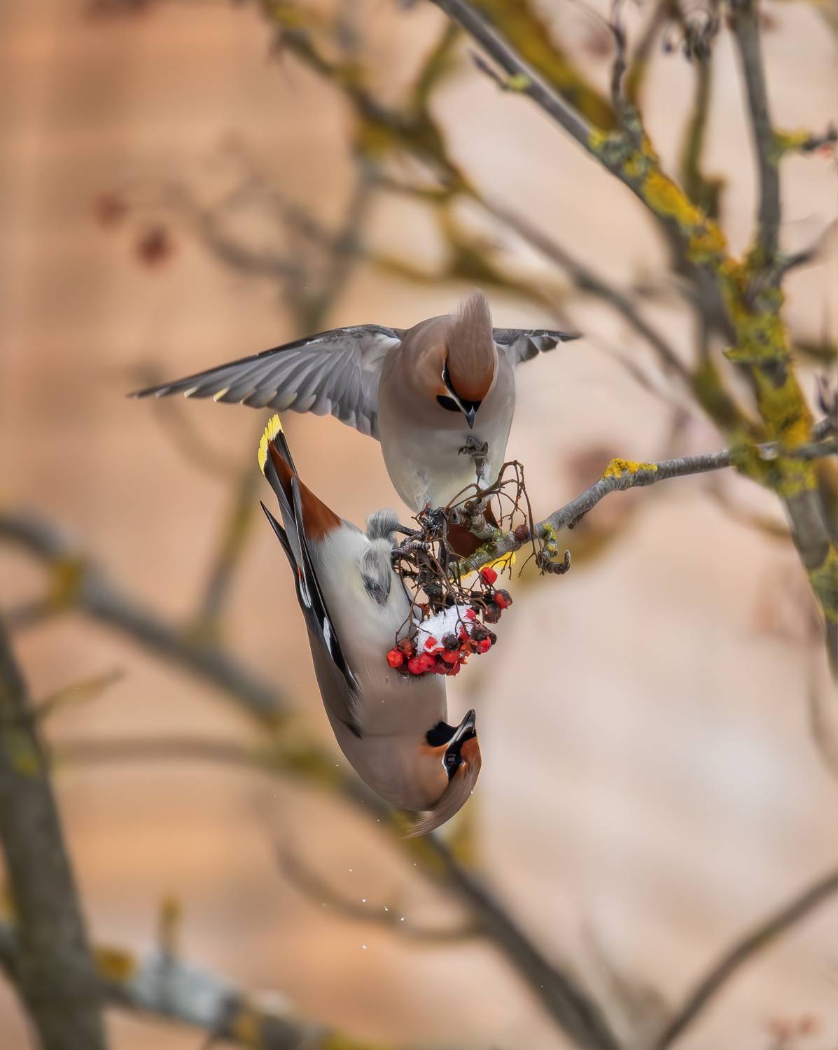 птицы россии, свиристель, зима, рябина, птицы, дикие птицы, природа, животные, фотоохота, Жгилёв Сергей