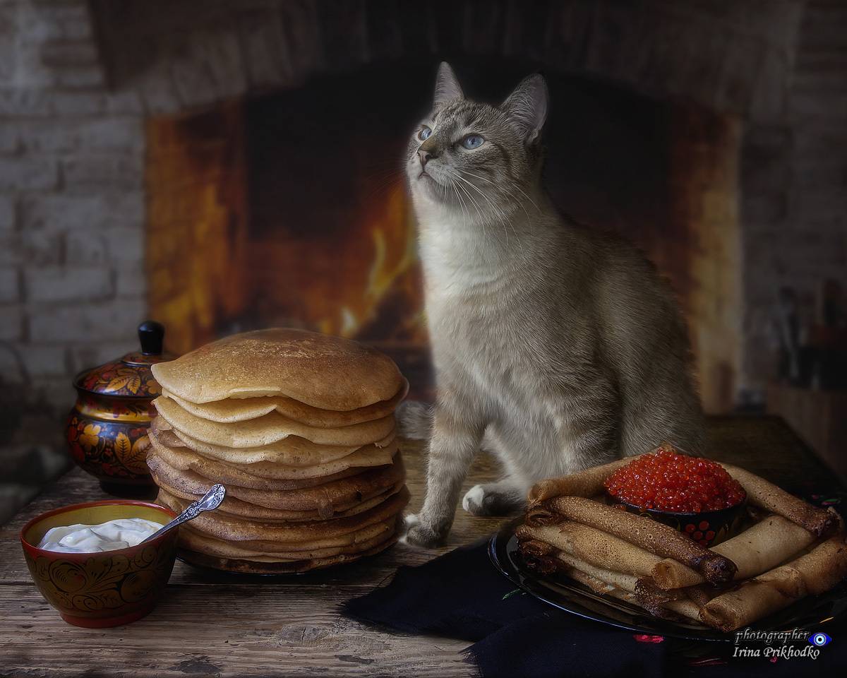 домашние животные, праздники, Масленица, кошки, питомцы, блины, Приходько Ирина