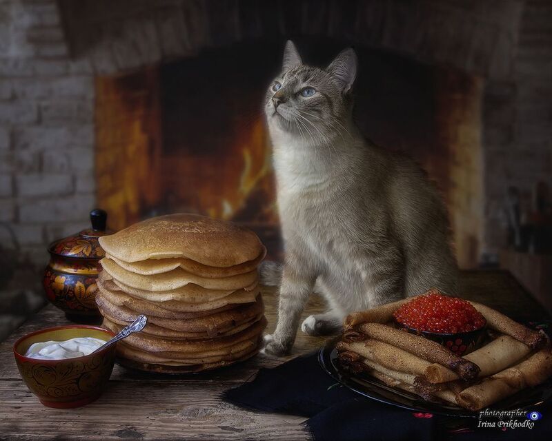 домашние животные, праздники, Масленица, кошки, питомцы, блины Ишь ты, Масленица! фото превью