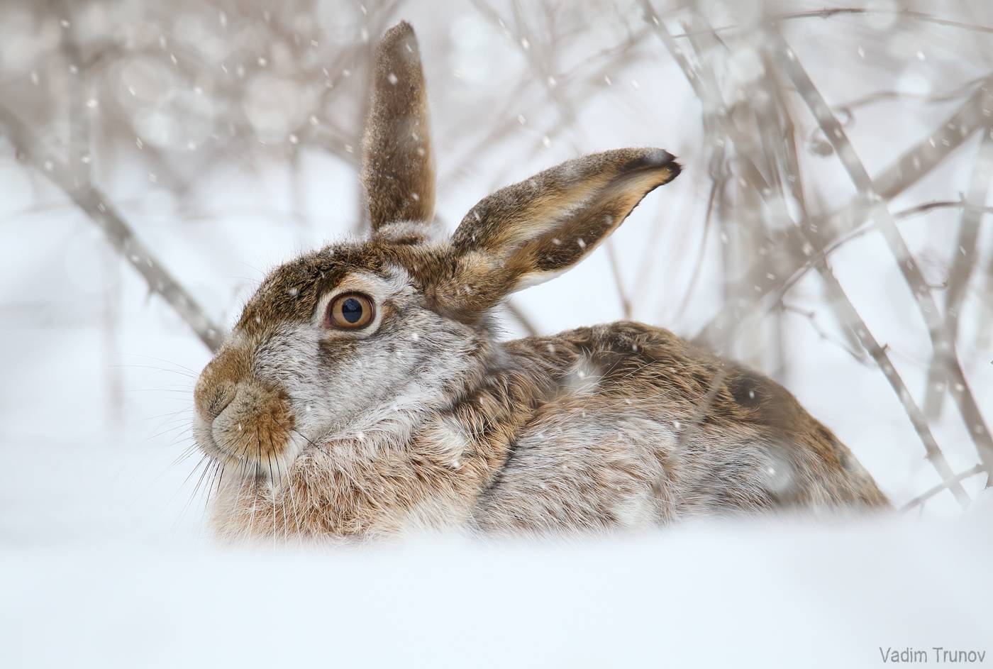 заяц, hare, Вадим Трунов
