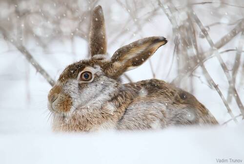 Снежный заяц