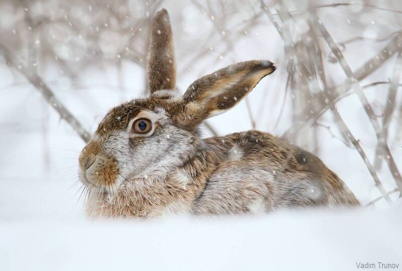 заяц, hare Снежный заяц фото превью