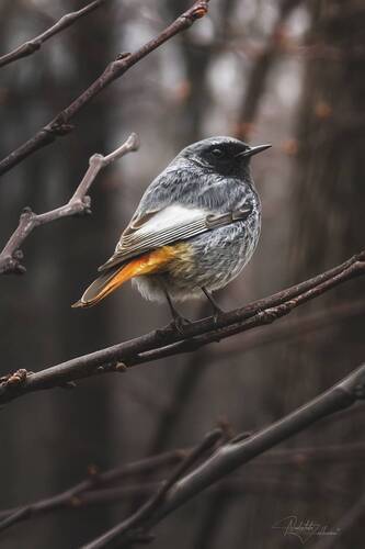 Горихвостка-чернушка