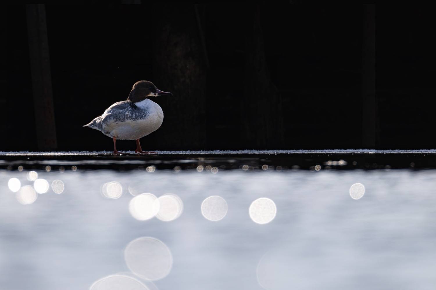 крохаль, большой крохоль, птицы, контражур, Ruslan Pl