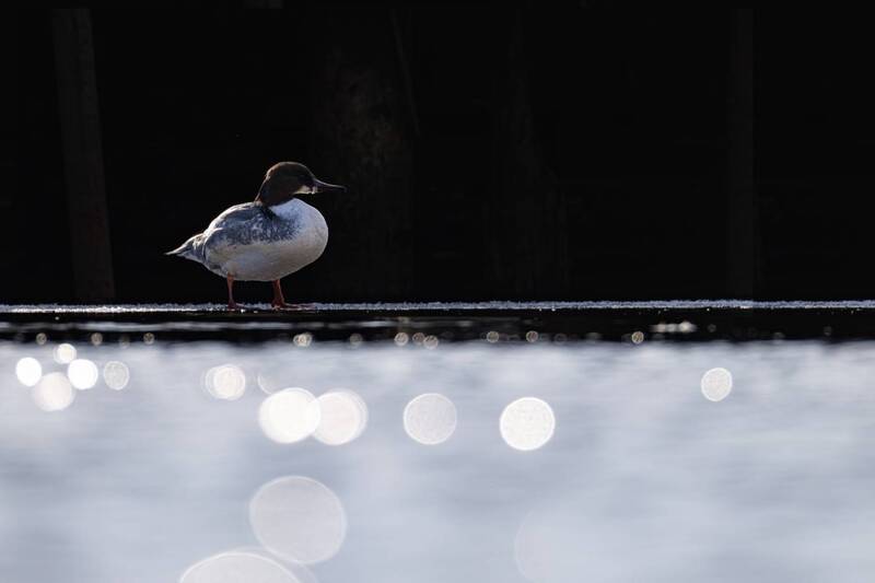 крохаль, большой крохоль, птицы, контражур Канатоходец фото превью