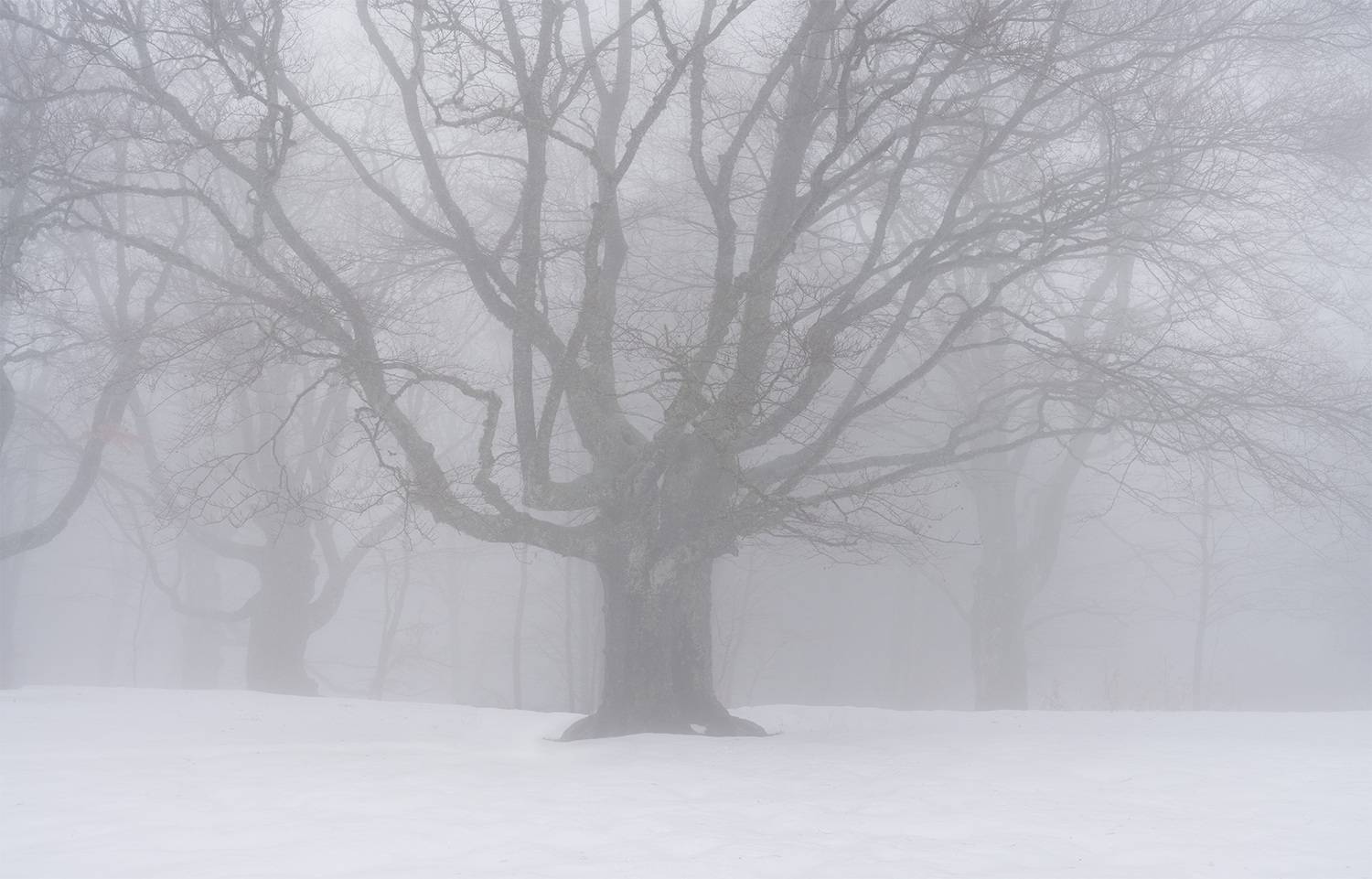 , Андрей Родионов