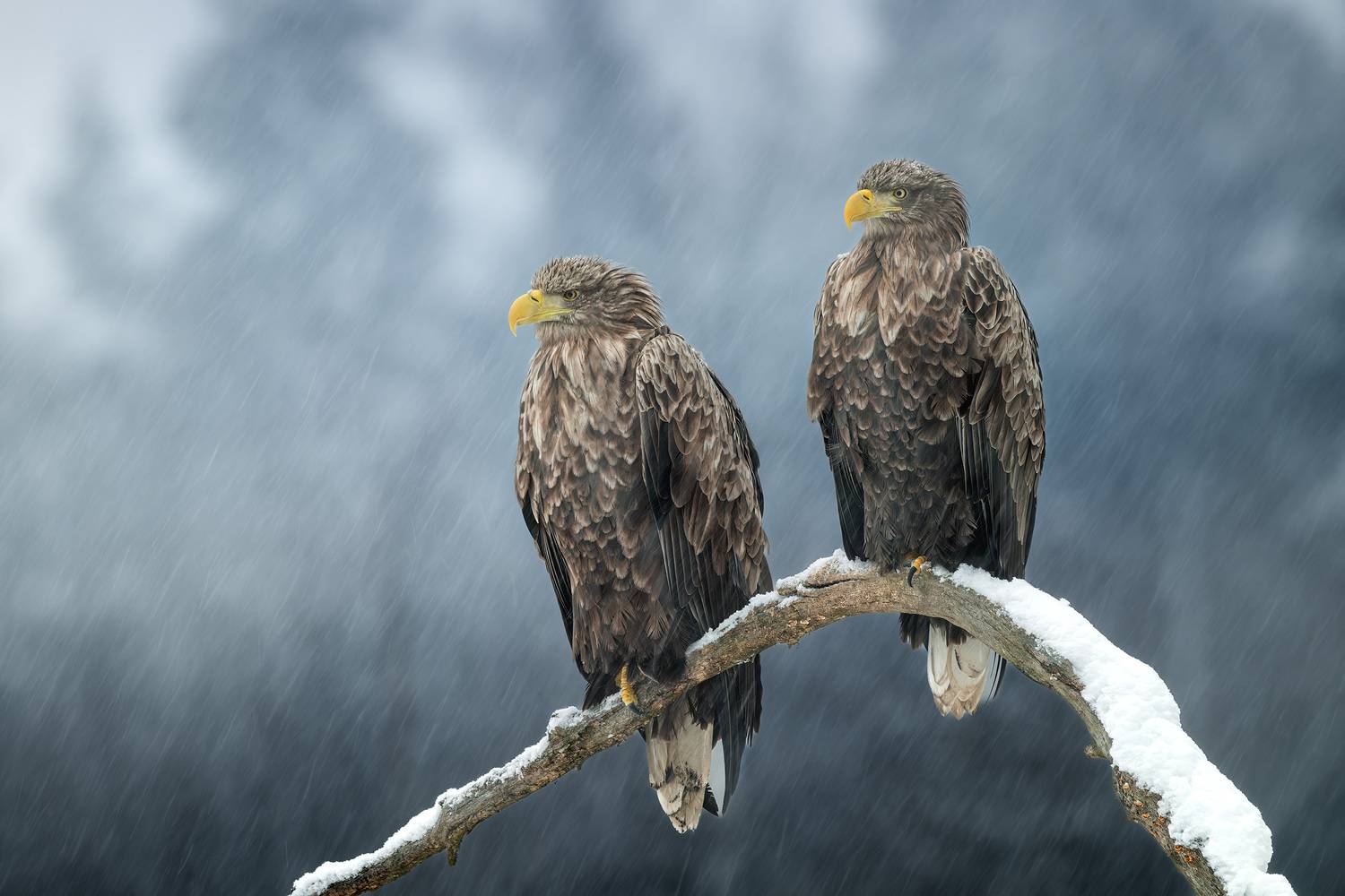 орлан, орлан-белохвост, птицы, хищник, птица, birwatching, фотоохота, природа, лес, зима, снегопад, снег, Беларусь, Михаил Ездаков