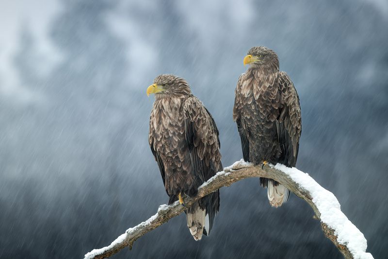 орлан, орлан-белохвост, птицы, хищник, птица, birwatching, фотоохота, природа, лес, зима, снегопад, снег, Беларусь Под снежным ливнем фото превью