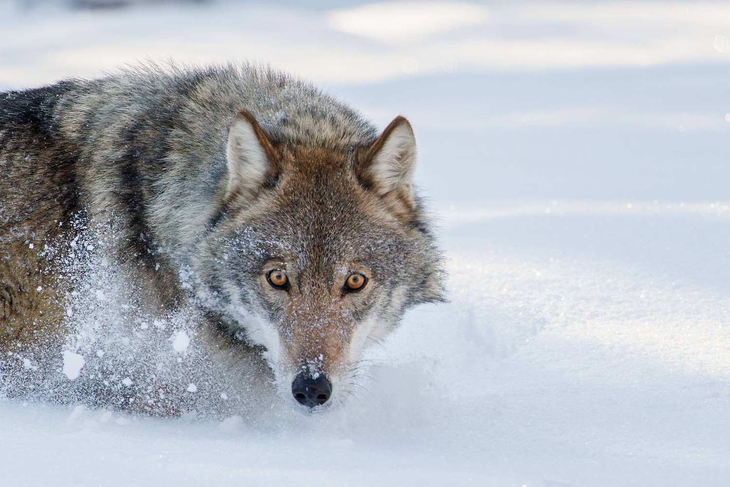 , Морозов Сергей