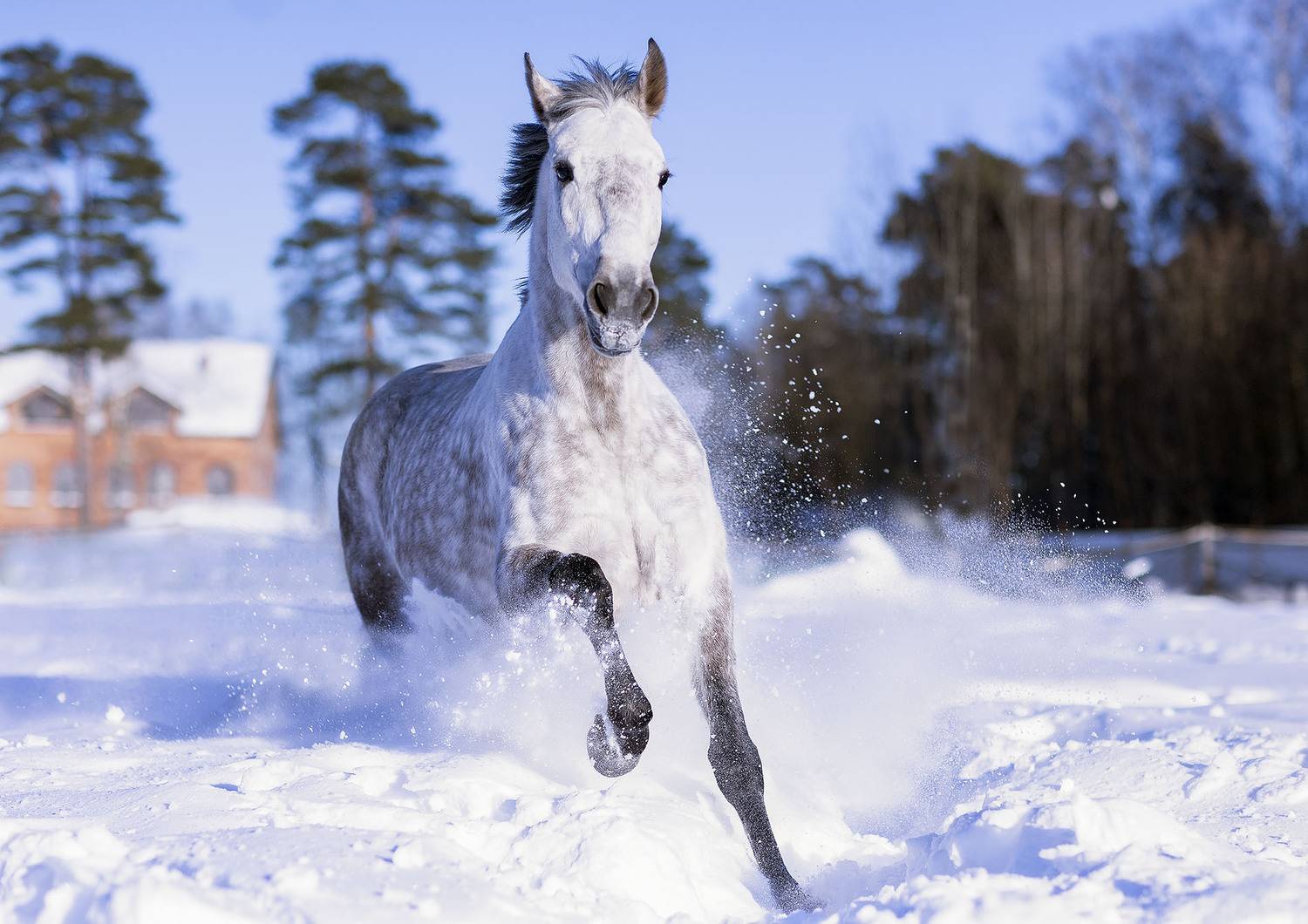 лошадь, рысак, галоп, зима, красота, horse, gallop, movement, beautiful, field, nature, Стукалова Юлия