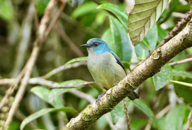 Animals, Birds, Costa Rica, Colorful, Forest Жду добычу фото превью