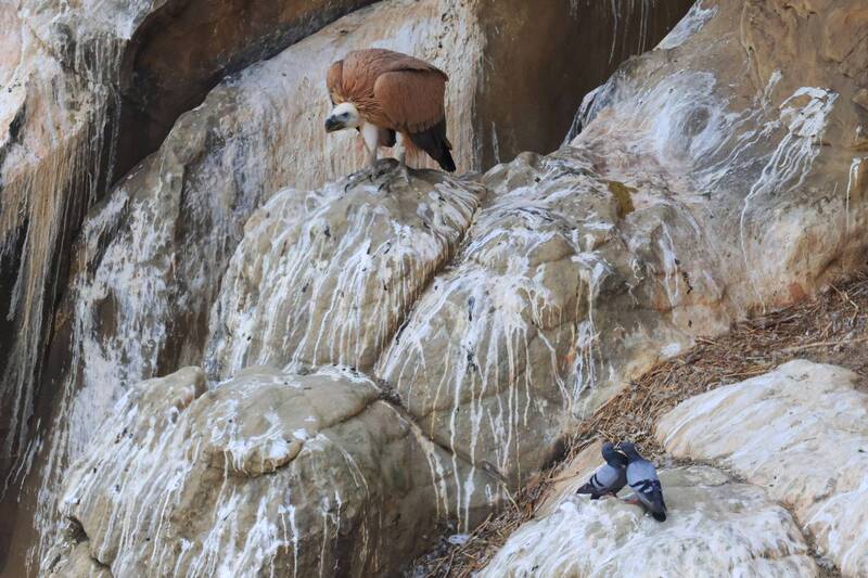 Взрослый птенец белоголового сипа.. и любовь и голубы.. фото превью