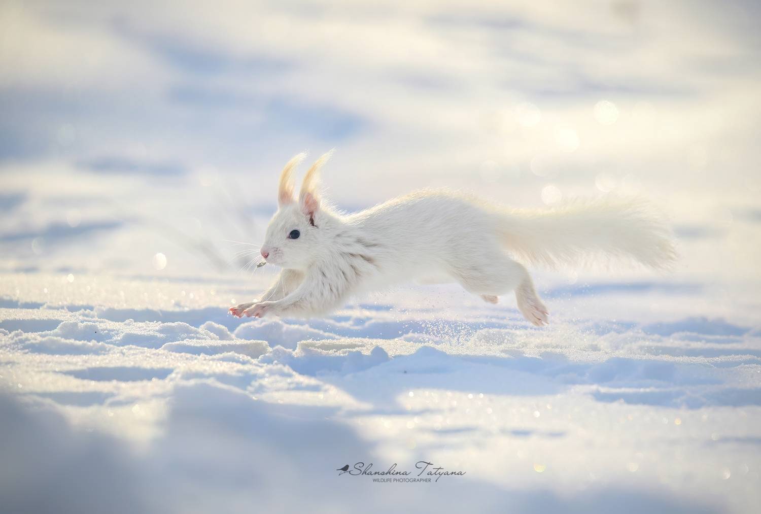 , Шаньшина Татьяна