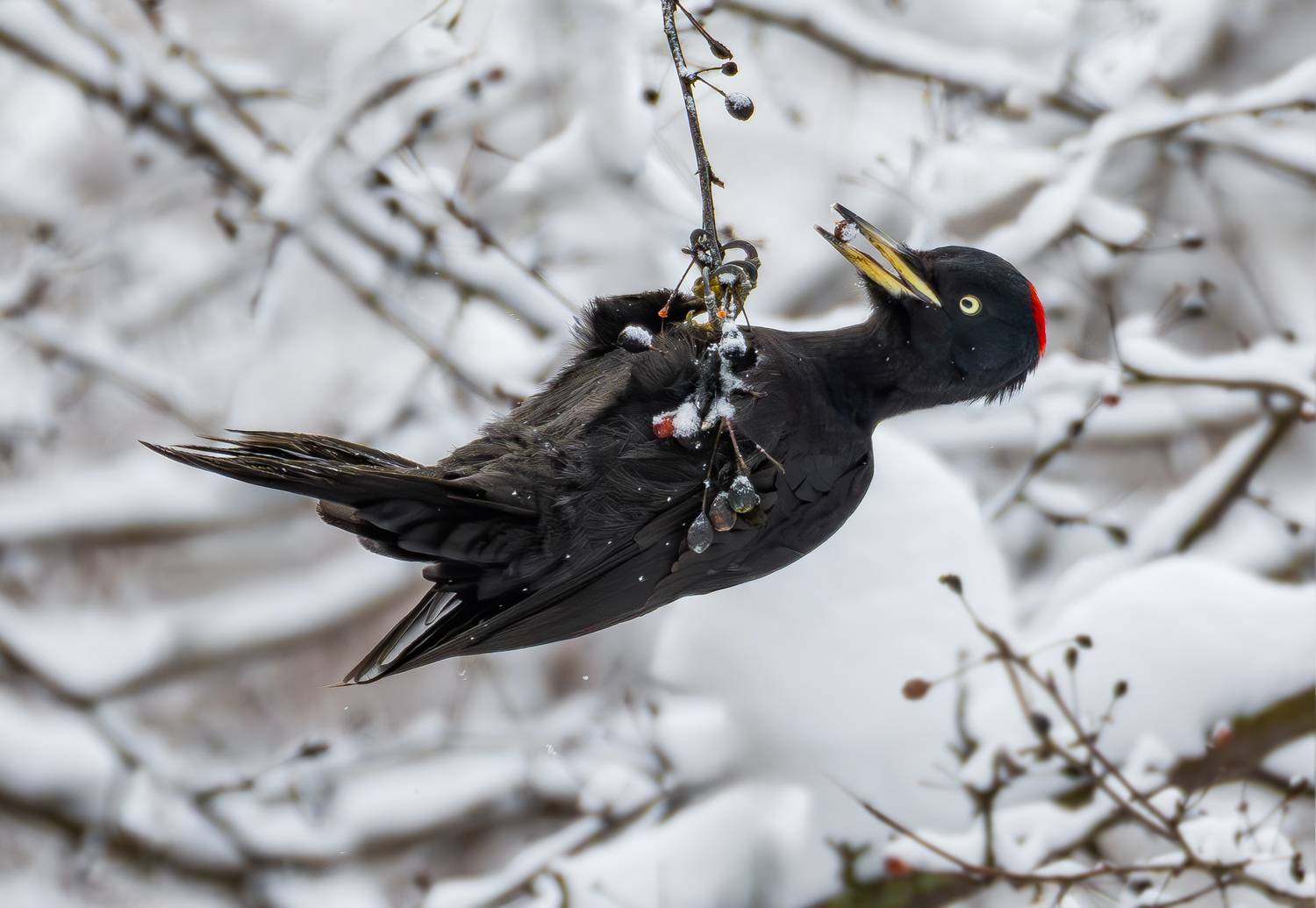 желна, птицы, птица, природа, лес, зима, чёрный дятел, дятел, птицы россии, природа россии, Жгилёв Сергей