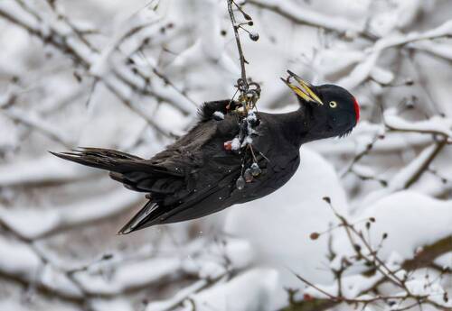 Желна(Dryocopus martius).