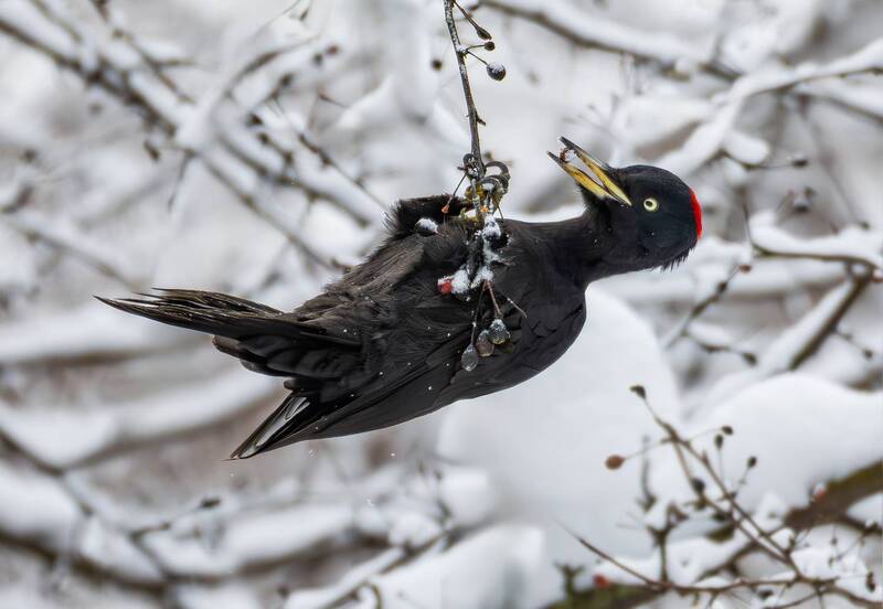 желна, птицы, птица, природа, лес, зима, чёрный дятел, дятел, птицы россии, природа россии Желна(Dryocopus martius). фото превью