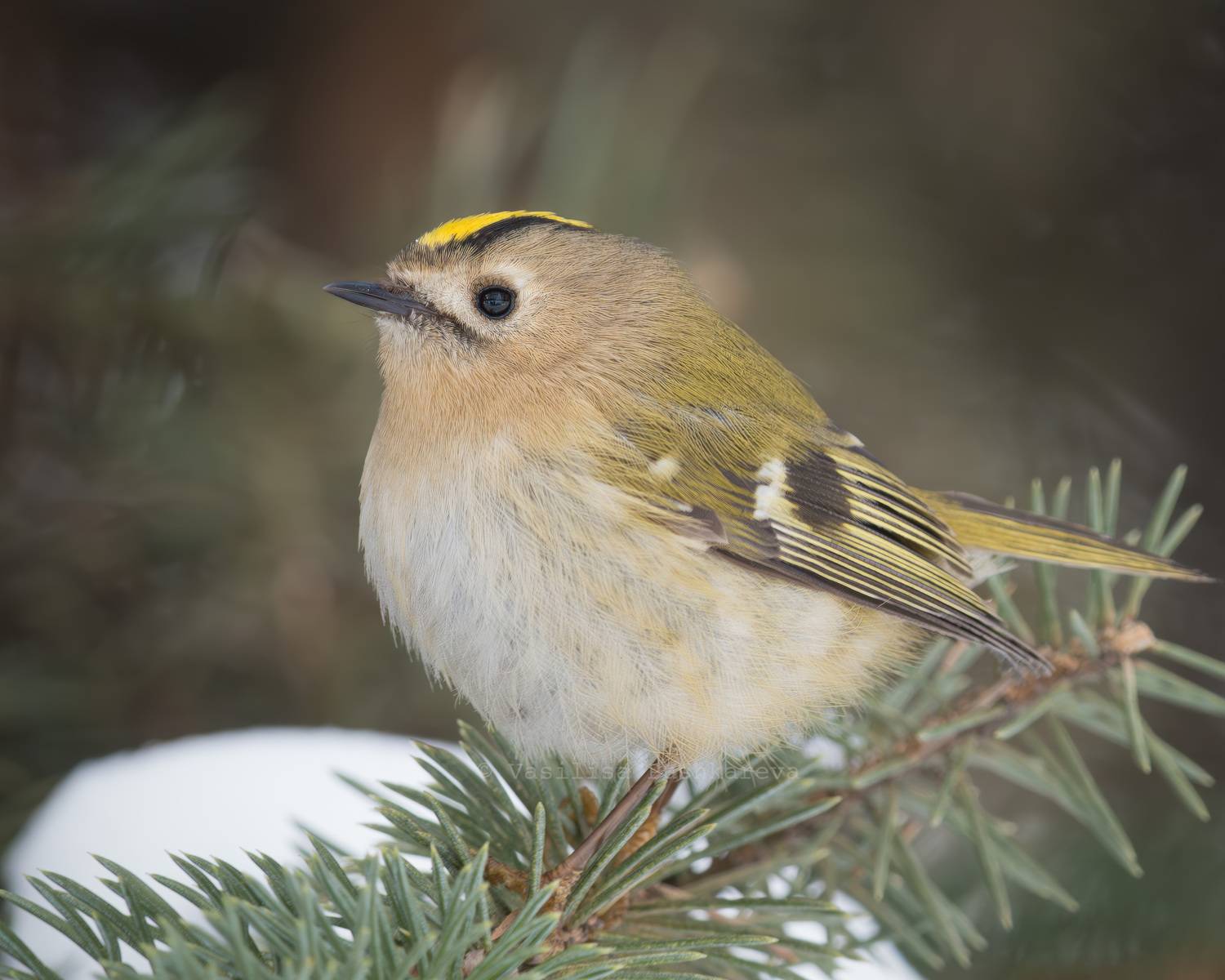 Желтоголовый королёк, птица, Пушкарева Василиса