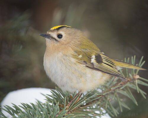 Желтоголовый королёк