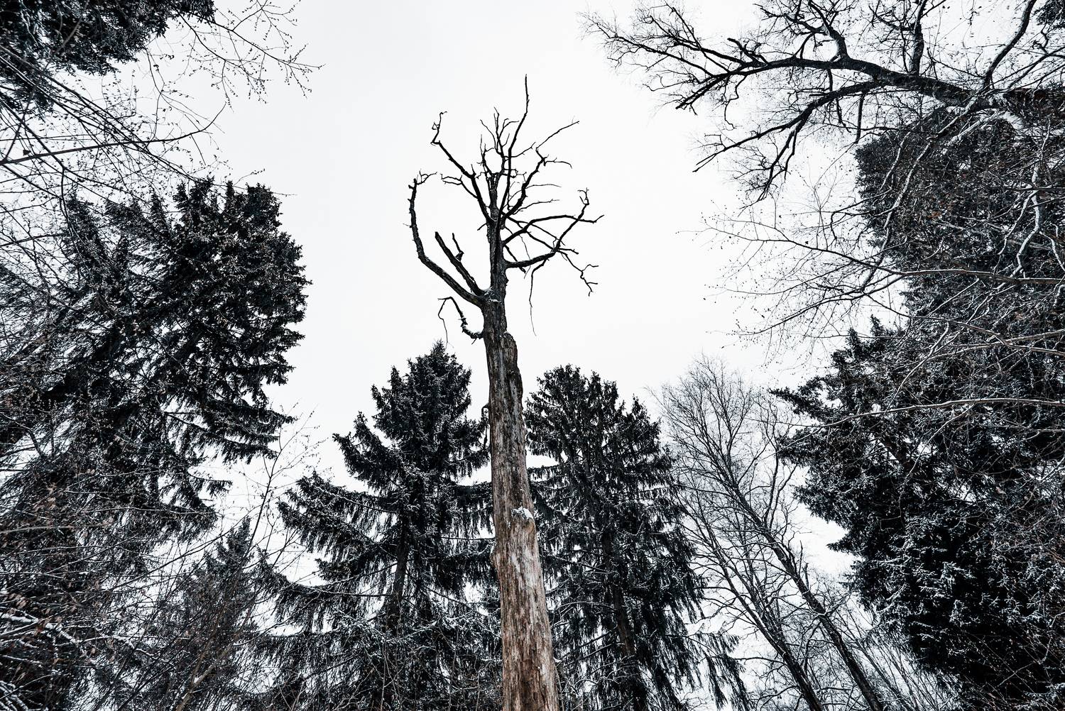 Россия, Подмосковье, Красногорский лес, Гаврилов Юрий