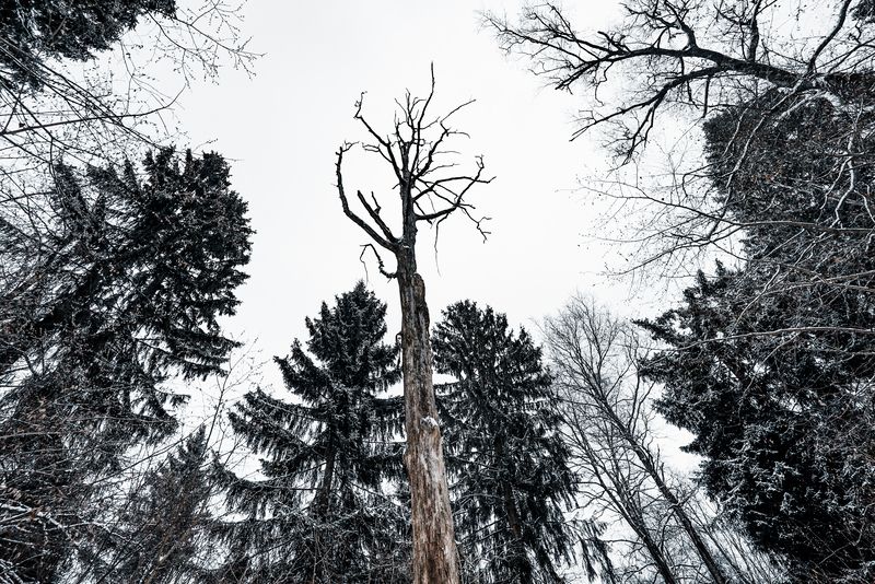 Россия, Подмосковье, Красногорский лес Тихо в лесу... фото превью
