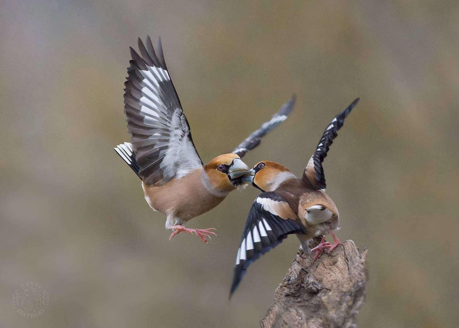 , Евгени Стефанов