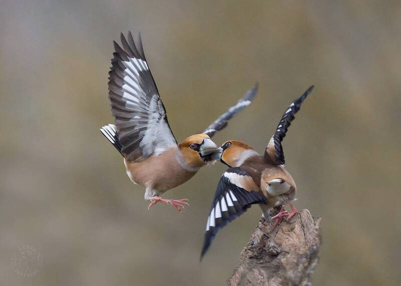 Дубонос - Lens and Feathers фото превью