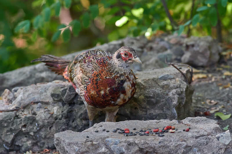 Phasianus colchicus, Обыкновенный фазан Обыкновенный фазан фото превью