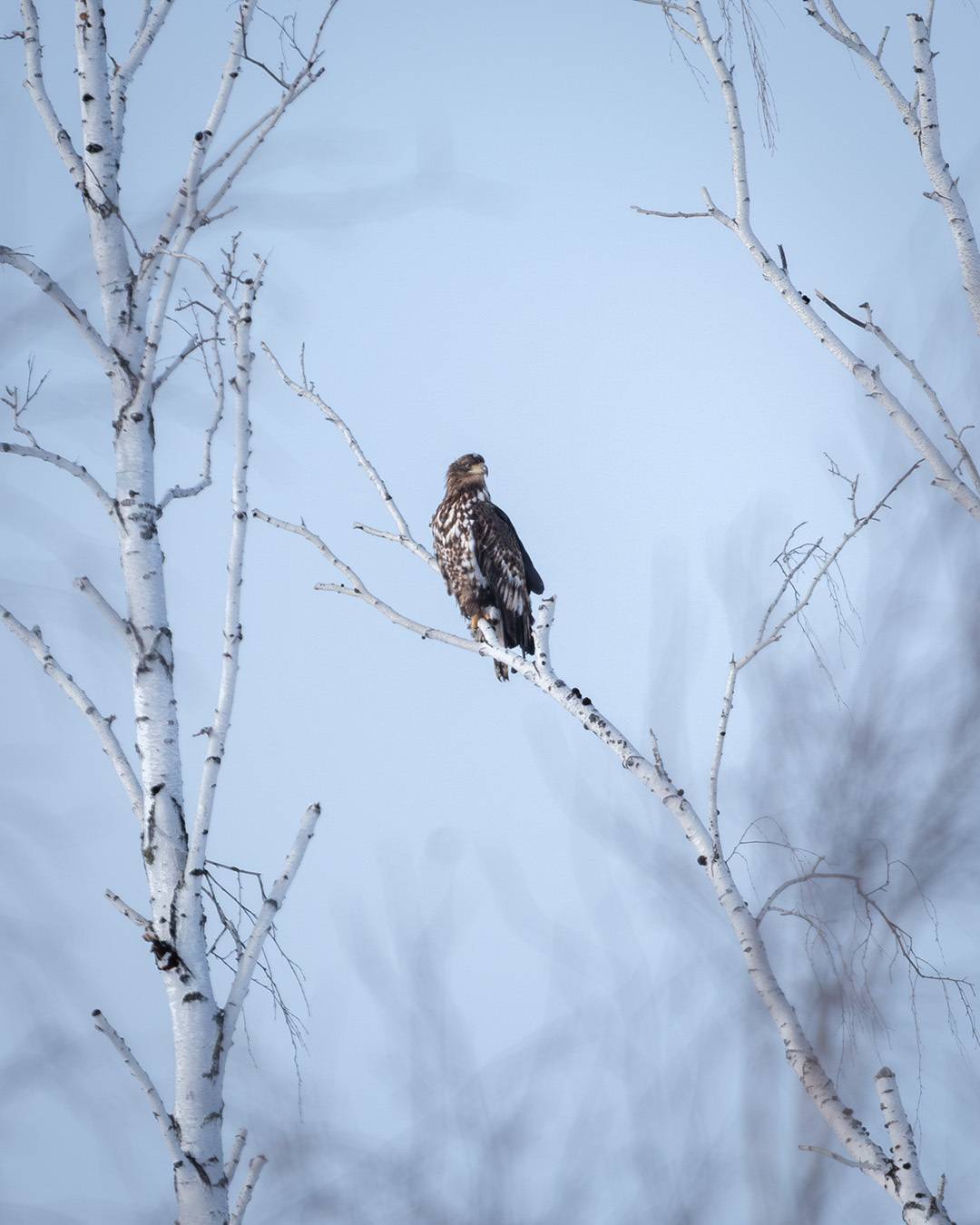 , Бодрягин Виталий