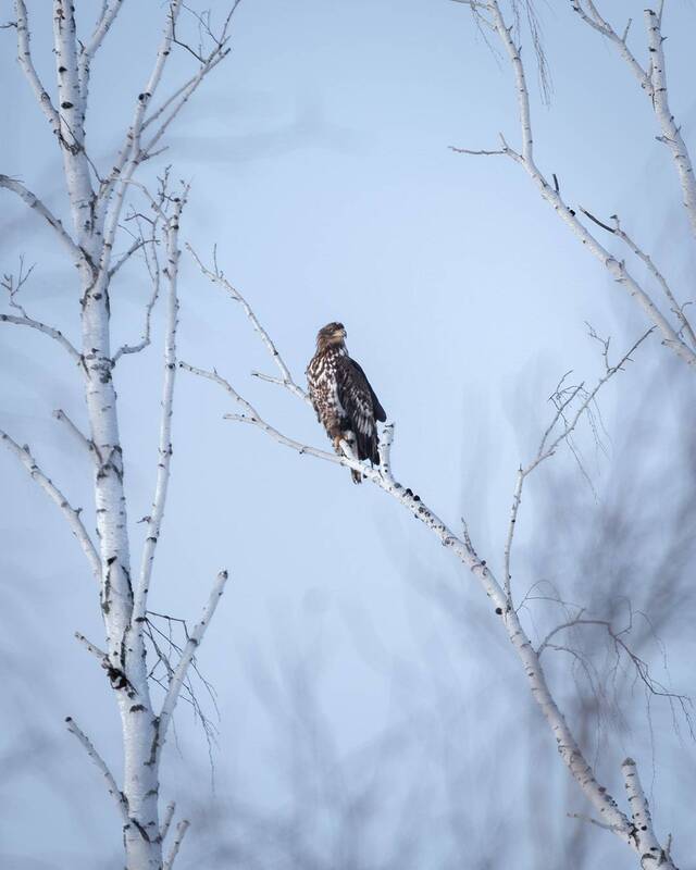 Молодой Орлан Белохвост фото превью