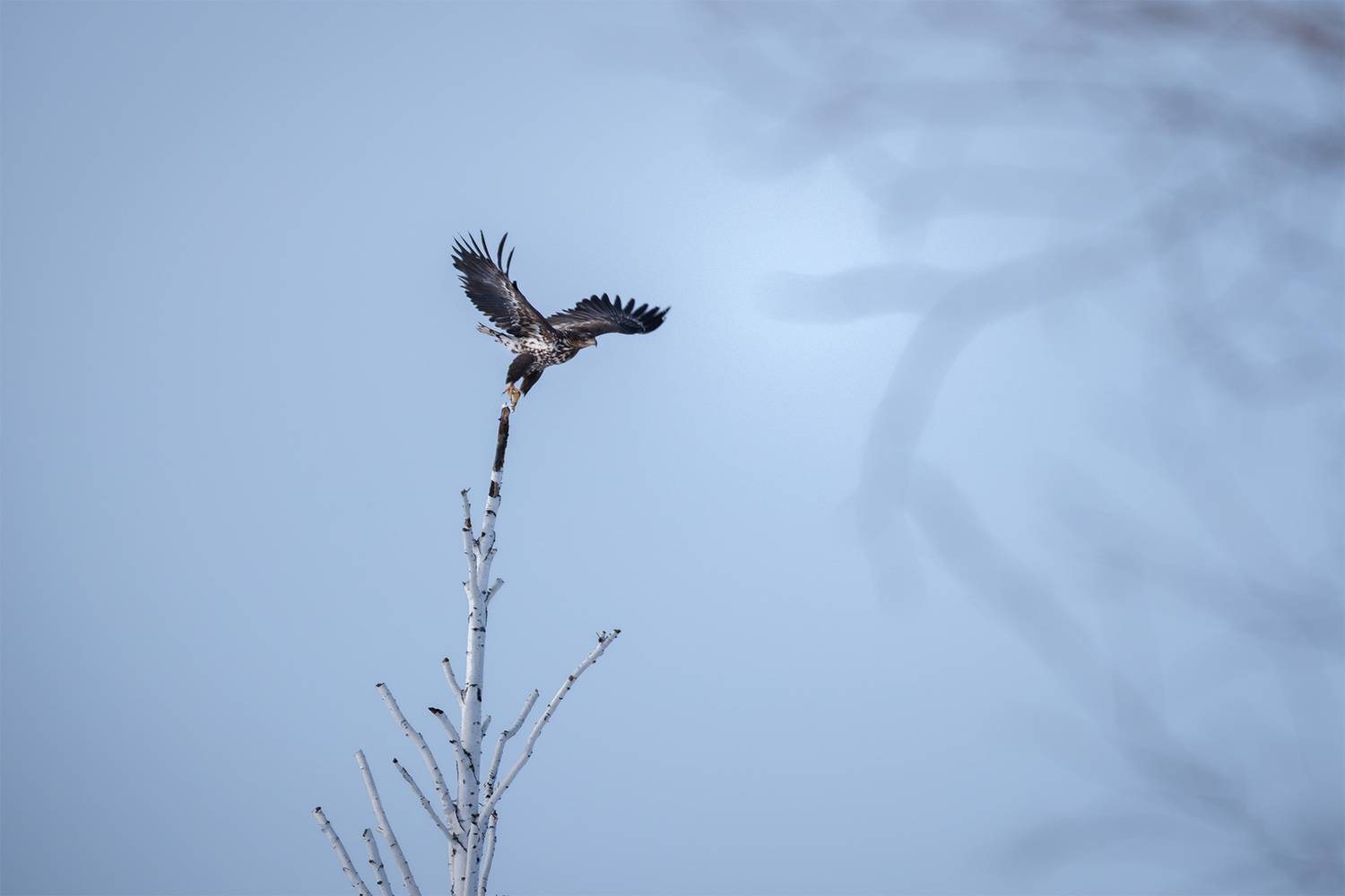 , Бодрягин Виталий