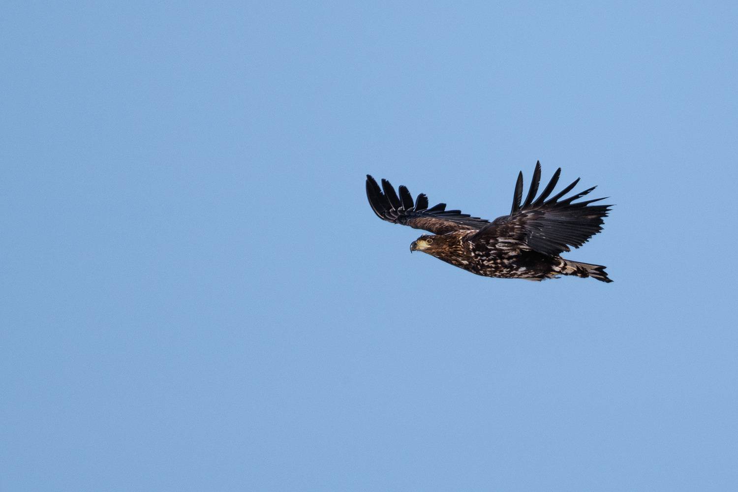 , Бодрягин Виталий