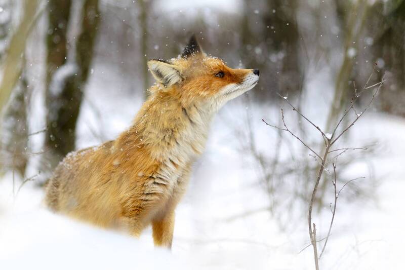 *** фото превью