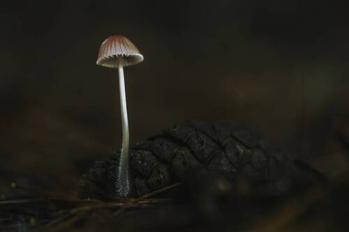 Mycena seynii