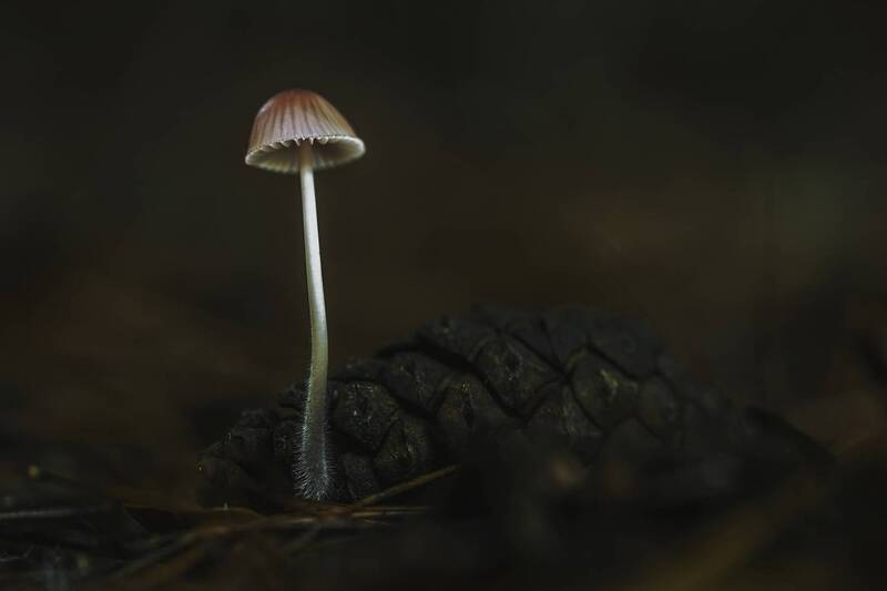 fungus, nature, outdoor, forest, mycena, close-up, selective focus, mushroom Mycena seynii фото превью