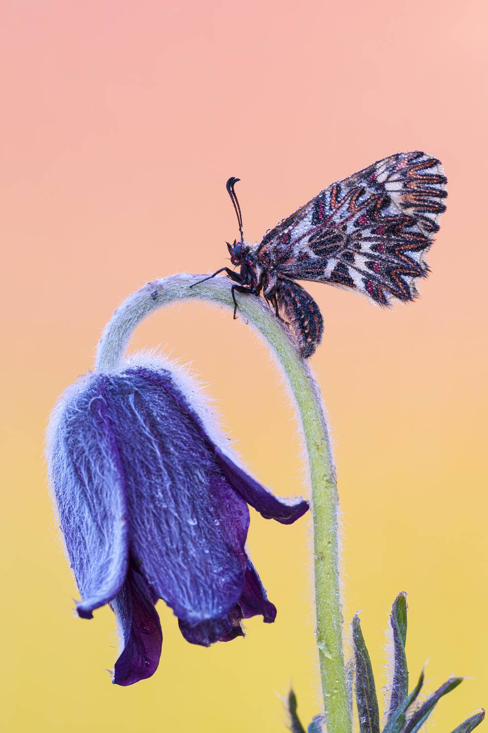macrophotography, buttergly, bug, Camilla Zocchi